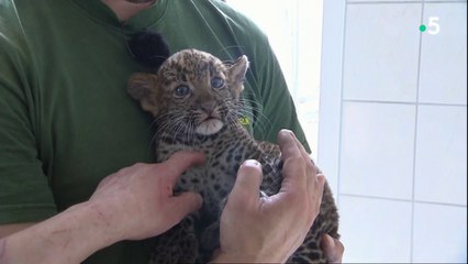 "Gilets Jaunes" : l'acte III dégénère - C l’hebdo - 01/12/2018