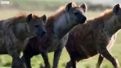 Sırtlan Sürüsünün Ortasında Kalan Genç Aslan İçin Beklenen Son Kaçınılmazken Ortama Ramiz Dayı Gibi Giriş Yapan Tatu Reis