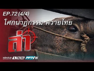 ล่า - ตอน โศกนาฏกรรม...ควายไทย 72.4