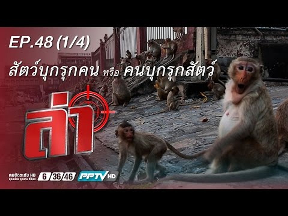 ล่า (คนบุกรุกสัตว์) 48.1