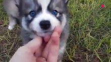 Le Pomsky   Un croisement entre le Husky et le Spitz nain !