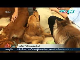 สกู๊ป ธุรกิจเช่า”สุนัข”เหมาะสมหรือไม่?