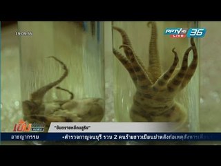 สกู๊ป “อันตรายหมึกบลูริง”