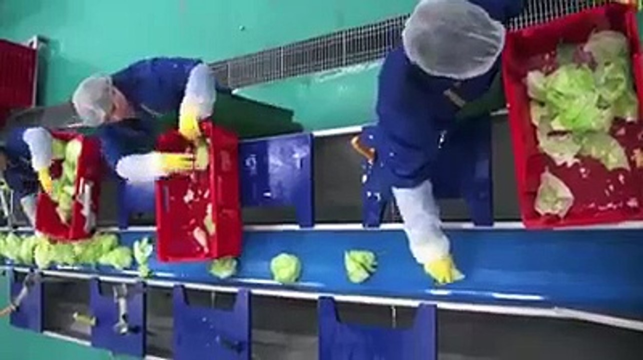 Salad processing Line