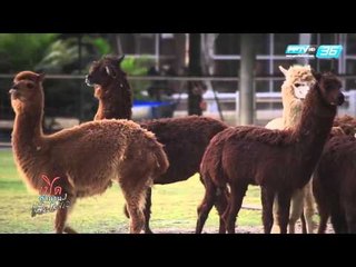 เปิดตำนานกับเผ่าทอง - EP.99 Sukhothai 1 (1/4)