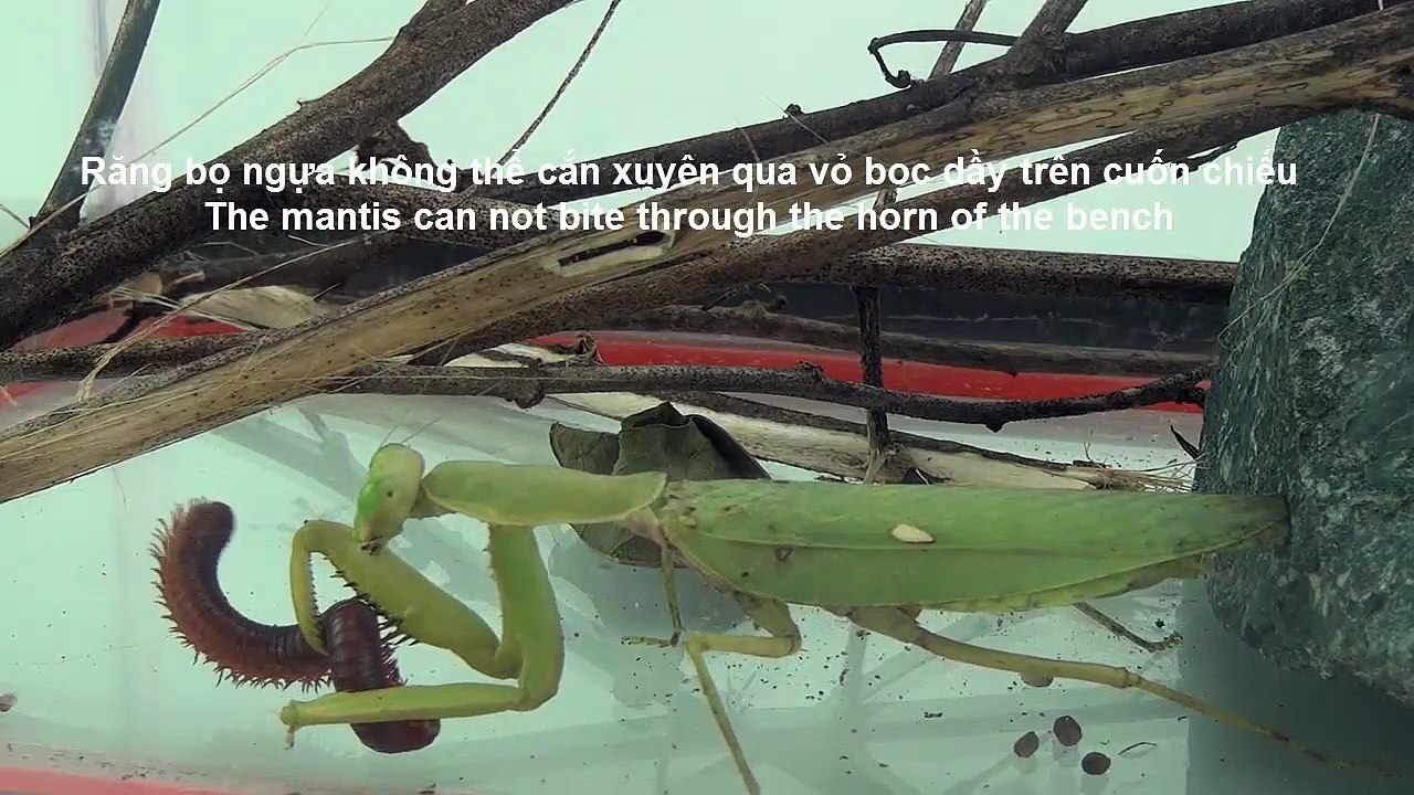 La mante récupère le parchemin-Mantis vs Bench