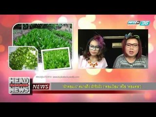 สายตรงลูกทุ่ง - ภาษาอีสานวันละสองคำ "ผักผอมเป" และ "ผักบั่ว" Head Round News