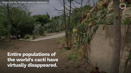 Apparently, There's A Booming Black Market For...Succulents?