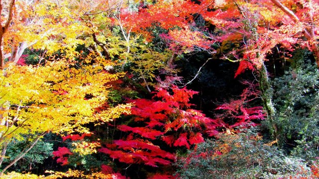 Now!The autumn leaves on the road of the falls of Osaka Minoh is burning