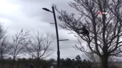 Ağaçta Mahsur Kalan Kediyi Çarşafla Kurtardılar