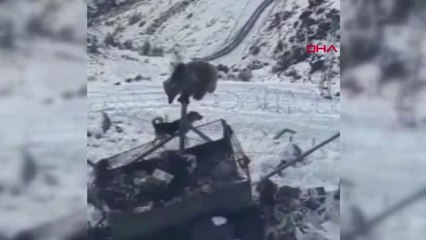 Şırnak Kato Dağı'nda Aç Kalan Ayı, Askeri Üs Bölgesine Girdi