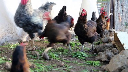 Son maaşıyla çiftlik kurdu, koli koli yumurta topluyor