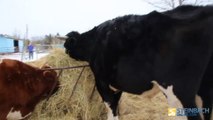 Une des plus grandes vaches du monde vient du sud-est du Manitoba