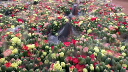 Avrupa'nın çiçeği Antalya'dan