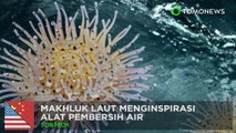 Air bersih: makhluk laut menginspirasi treatment air - TomoNews