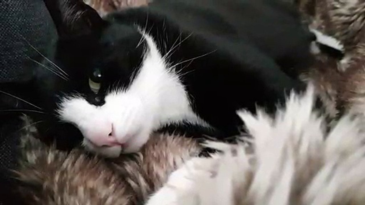 Cat adorably falls asleep until traffic overlaps