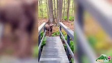 2018 FUNNY DOGS HIGHLIGHTS