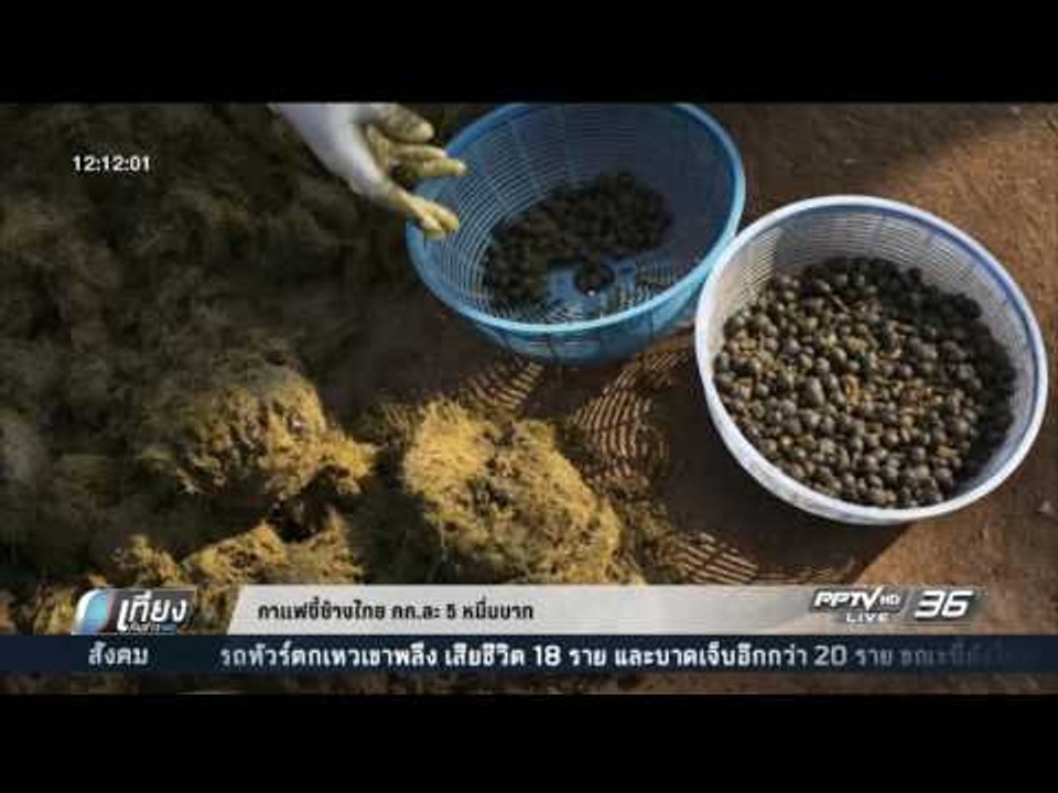 กาแฟขี้ช้างไทย กก. ละ 5 หมื่นบาท - เที่ยงทันข่าว