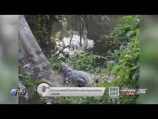 อุทยานฯ เข้มดูแลนักท่องเที่ยว หลังถูกจระเข้กัด - เข้มข่าวค่ำ