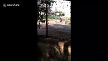 Stray dogs filmed chasing a wild bear in India