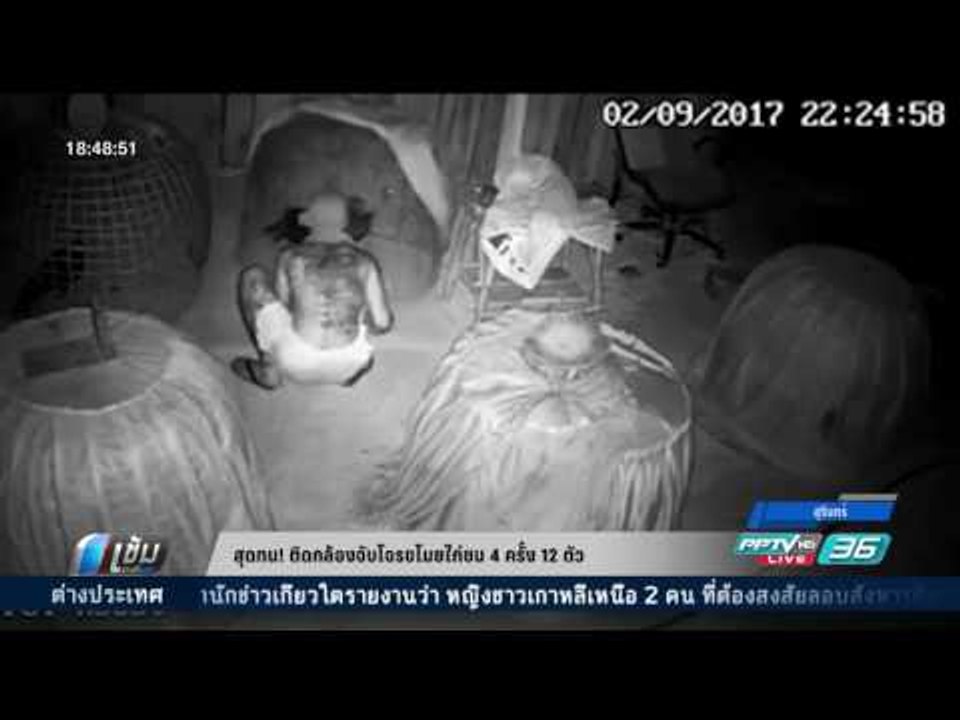 สุดทน! เจ้าของซุ้มไก่ชน ติดกล้องจับโจรขโมยไก่ 4...