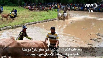 سباقات الثيران الهائجة في حقول أرزّ موحلة تقليد يتواصل عبر الأجيال في إندونيسيا