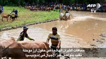 سباقات الثيران الهائجة في حقول أرزّ موحلة تقليد يتواصل عبر الأجيال في إندونيسيا