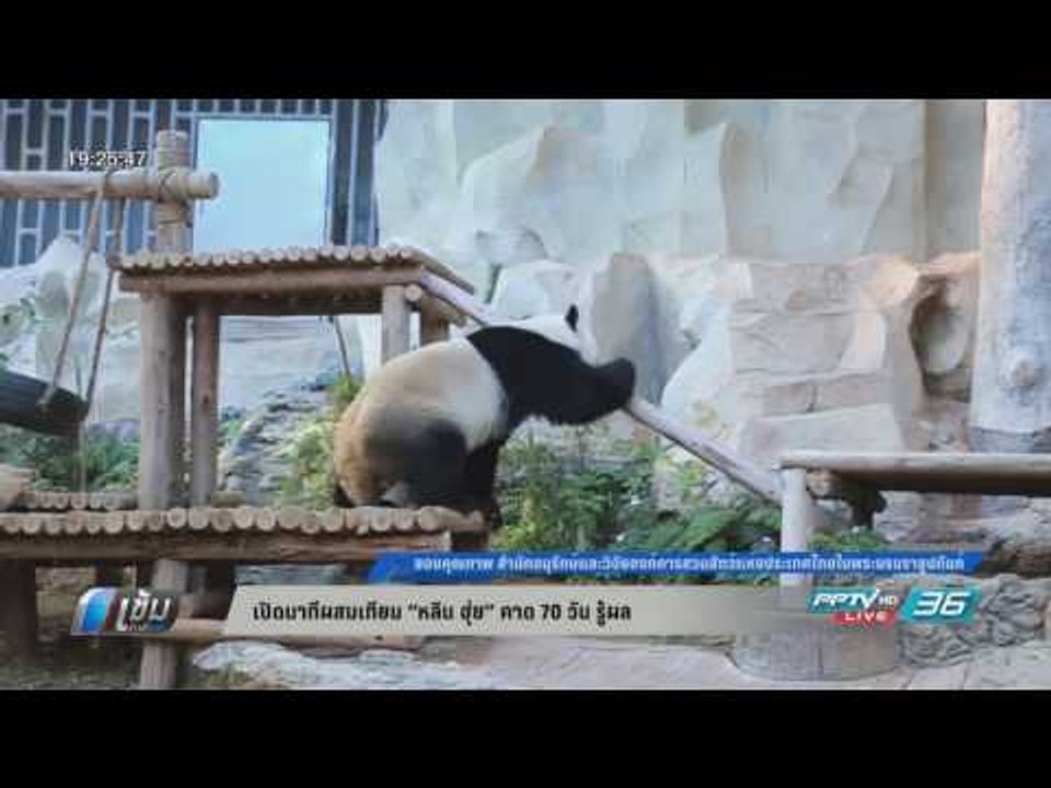 เปิดนาทีผสมเทียม “หลิน ฮุ่ย” คาด 70 วัน รู้ผล ...