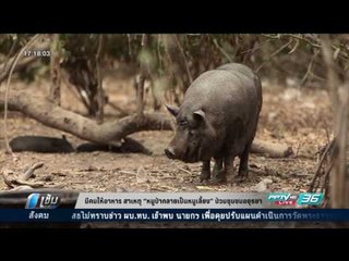 มีคนให้อาหาร สาเหตุ “หมูป่ากลายเป็นหมูเลี้ยง” ป่วนชุมชนอยุธยา - เข้มข่าวค่ำ
