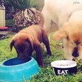 Funny greedy animals not sharing food