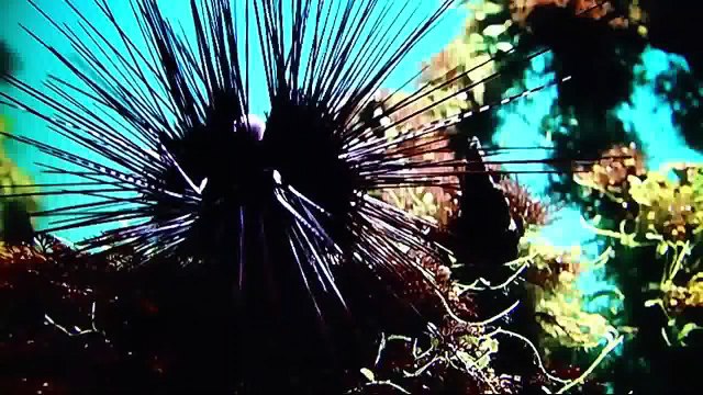 animais mortais - mais perigosos dos Mares