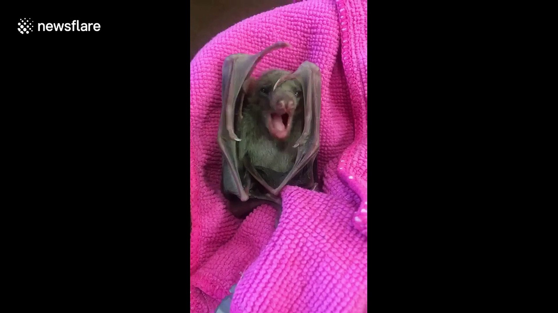 Baby Fruit Bat Yawning