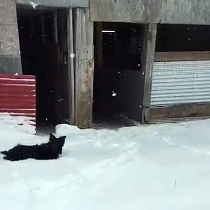 Des canards découvrent la neige
