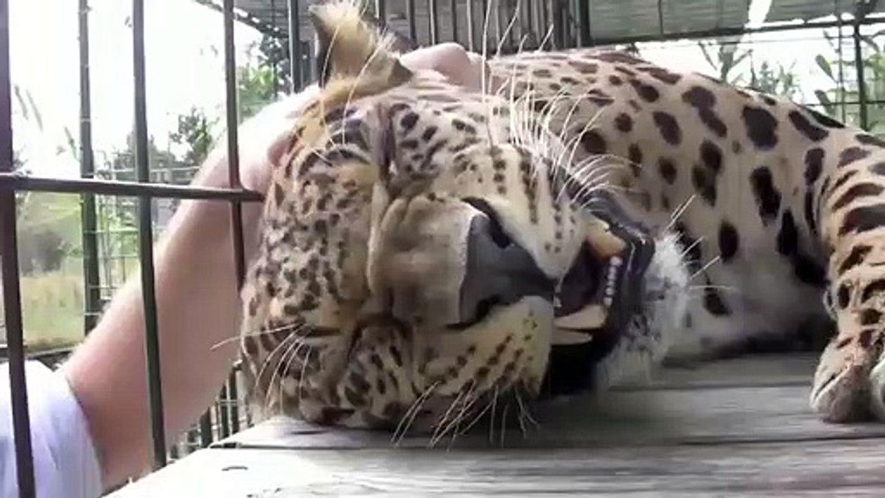 Un léopard qui vient d'être secouru adore les caresses