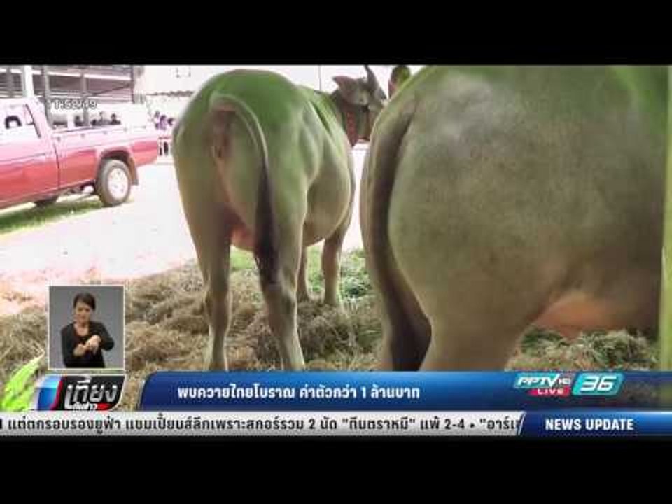 พบควายไทยโบราณ ค่าตัวกว่า 1 ล้านบาท - เที่ยงทัน...