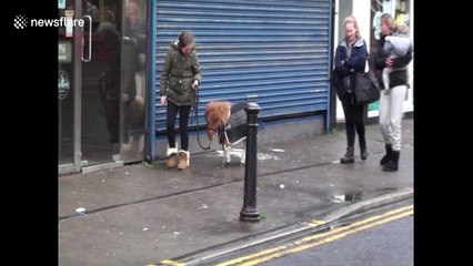 I want one! Girl takes tiny pony for walk through streets of Blackpool