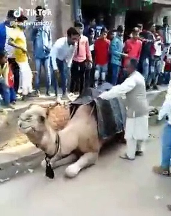 Uçarak bindiği deveden düştü