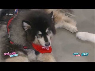 โชว์หมายักษ์ "บ้านยักษ์เบิ้ม" | แหม่ม ปอล์ มอร์นิ่ง | 26 พ.ค. 60 (4/4)