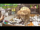 PET PARADE ก๊วน ชวน ยิ้ม - เมื่อดาราวัยรุ่น ญี่ปุ่น ต้องมาอาศัยร่วมกันกับน้องหมา
