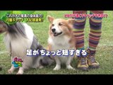 PET PARADE ก๊วน ชวน ยิ้ม - ไฮไลท์การแข่งขันขว้างจานร่อนจากเหล่าน้องหมา