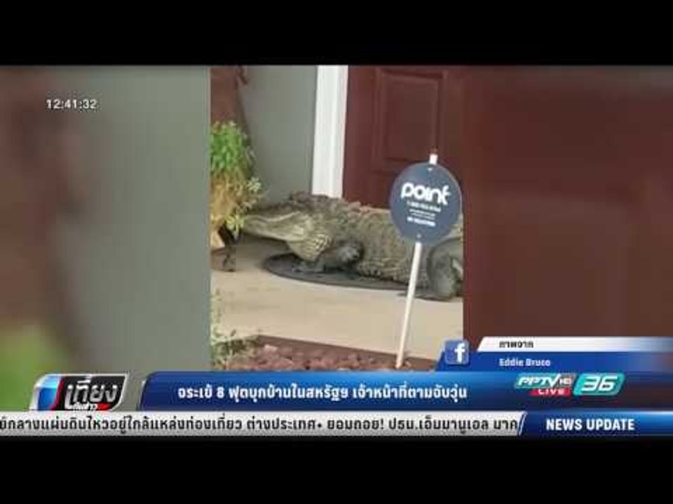 จระเข้ 8 ฟุตบุกบ้านในสหรัฐฯ เจ้าหน้าที่ตามจับวุ่น - เที่ยงทันข่าว