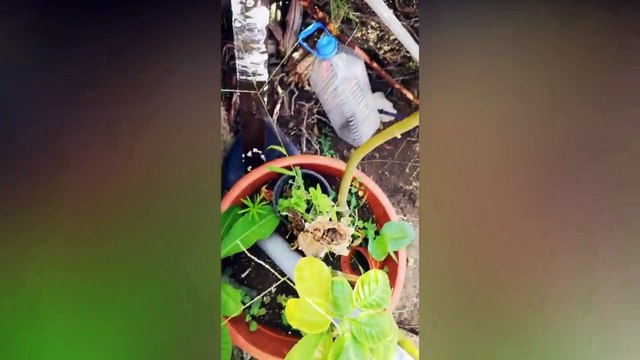 Así destruyen las termitas que se expanden por Tenerife