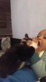 Baby Tries To Eat Kitten