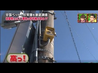 PET PARADE ก๊วน ชวน ยิ้ม - ของประหลาดในประเทศญี่ปุ่นสำหรับสุนัข