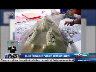 ดร.ธรณ์ จี้ดัน กม.คุ้มครอง "ปลาโรนิน" ขายตลาดแค่ 8,000 บาท - เที่ยงทันข่าว