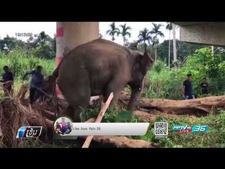 ช้างสีดอมงคล ตกมันอาละวาดรอบ 2 จนท.ควบคุมได้ทัน - เข้มข่าวค่ำ