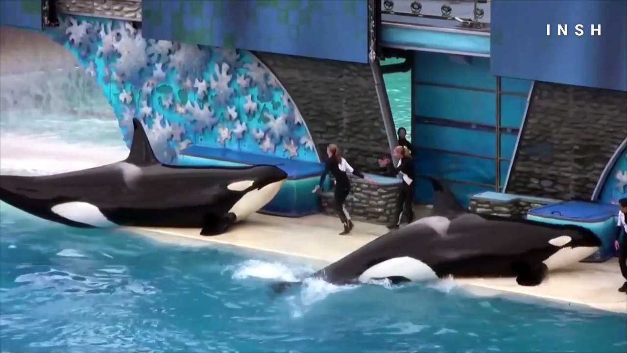 How Earwax Proves We’re Stressing out the Whales