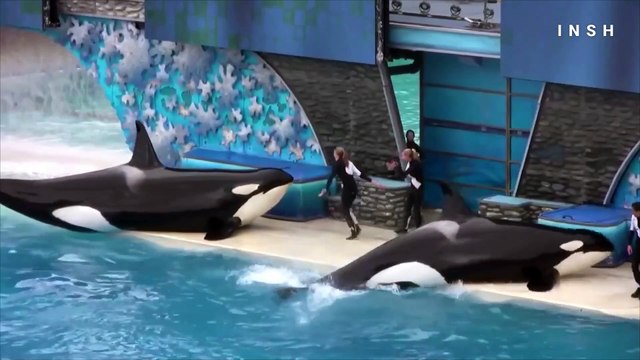 How Earwax Proves We’re Stressing out the Whales