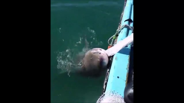 Un requin refuse de lacher le filet de ces pecheurs...