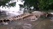 Des habitants découvrent une carcasse géante de monstre marin échoué en Indonésie